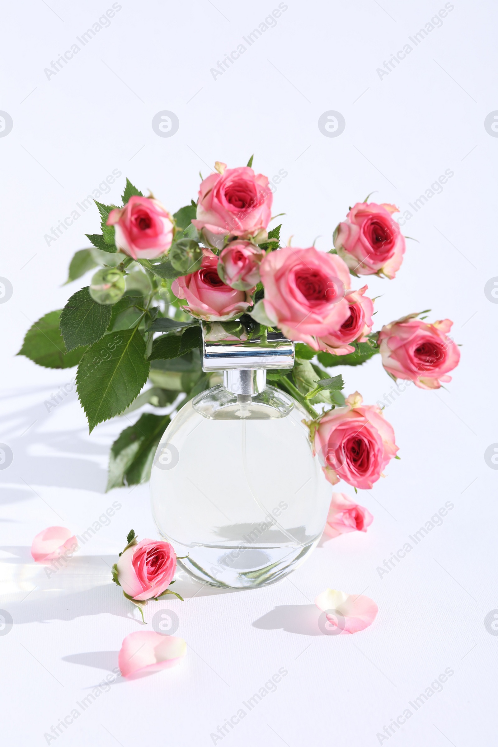 Photo of Bottle of luxury perfume and beautiful roses on white background. Floral fragrance