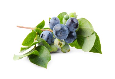 Twig with tasty blueberries and leaves isolated on white
