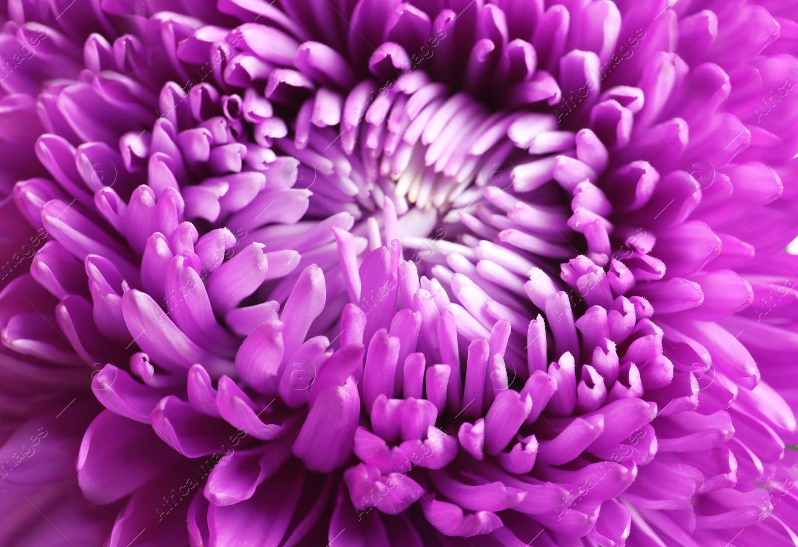 Photo of Beautiful aster flower as background, closeup view