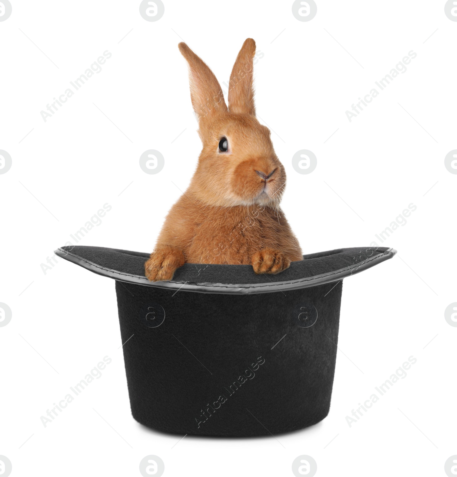 Image of Cute rabbit in top hat on white background. Magician trick