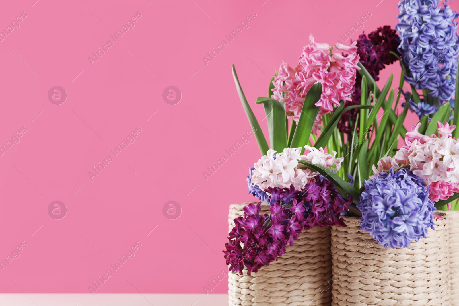 Photo of Beautiful hyacinths in wicker pots on table against color background, space for text. Spring flowers