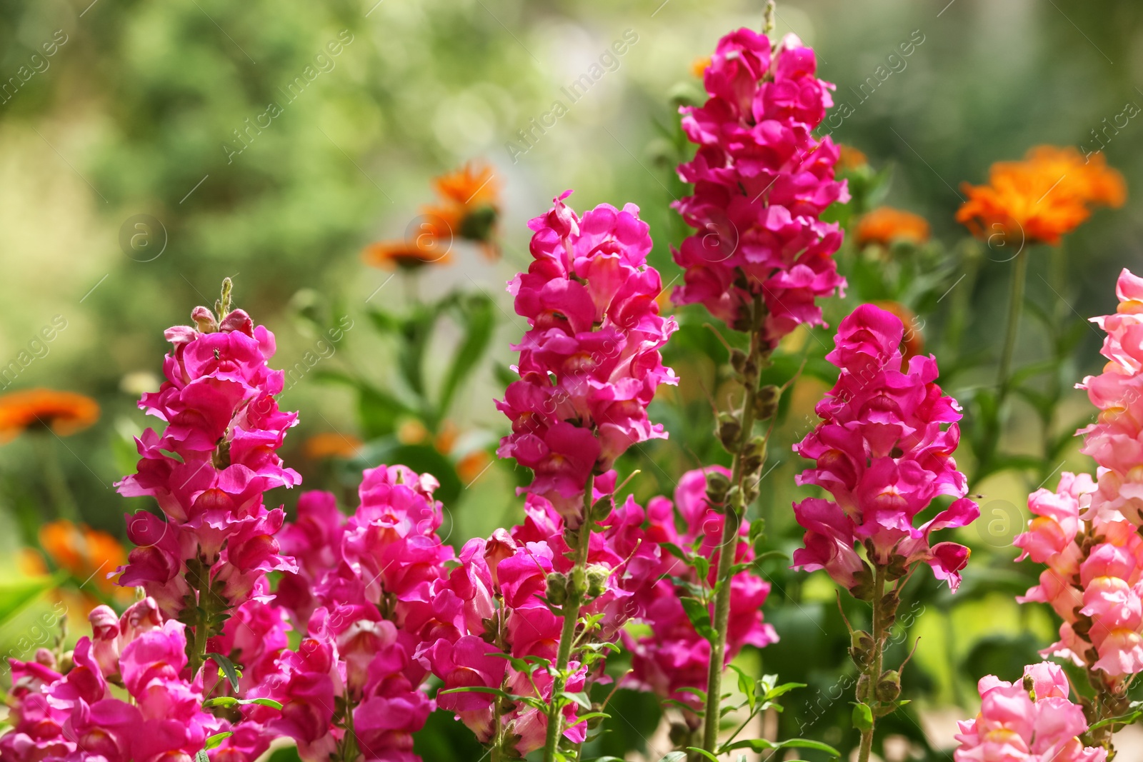 Photo of Beautiful spring flowers in garden on sunny day