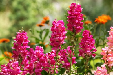 Photo of Beautiful spring flowers in garden on sunny day