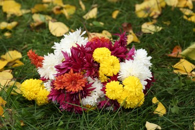 Beautiful chrysanthemum flowers and fallen yellow leaves on green grass outdoors