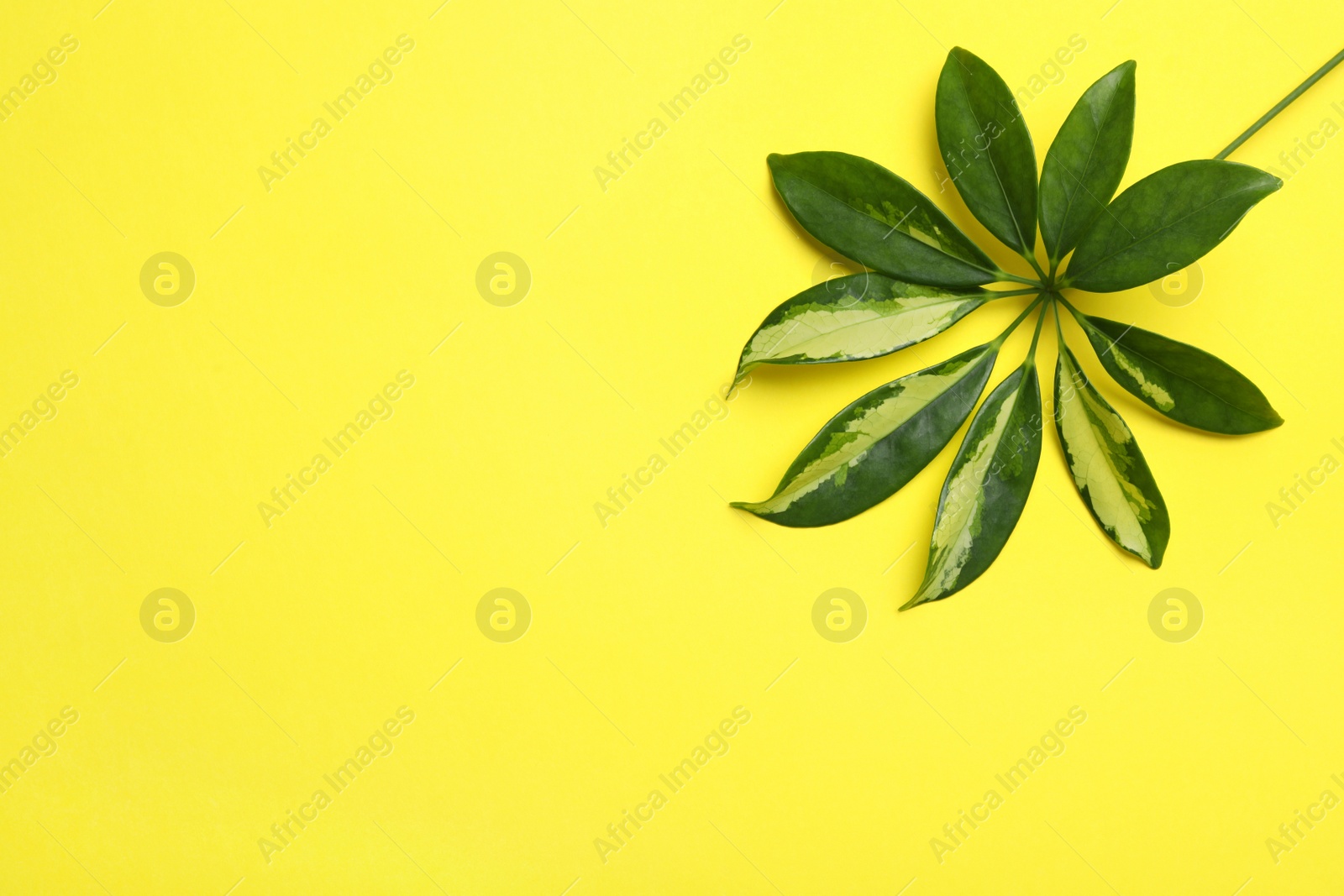 Photo of Leaf of tropical schefflera plant on color background, top view with space for text