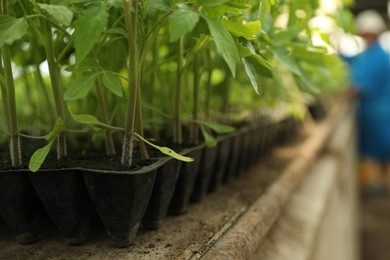 Photo of Many green tomato plants in seedling tray on table, closeup