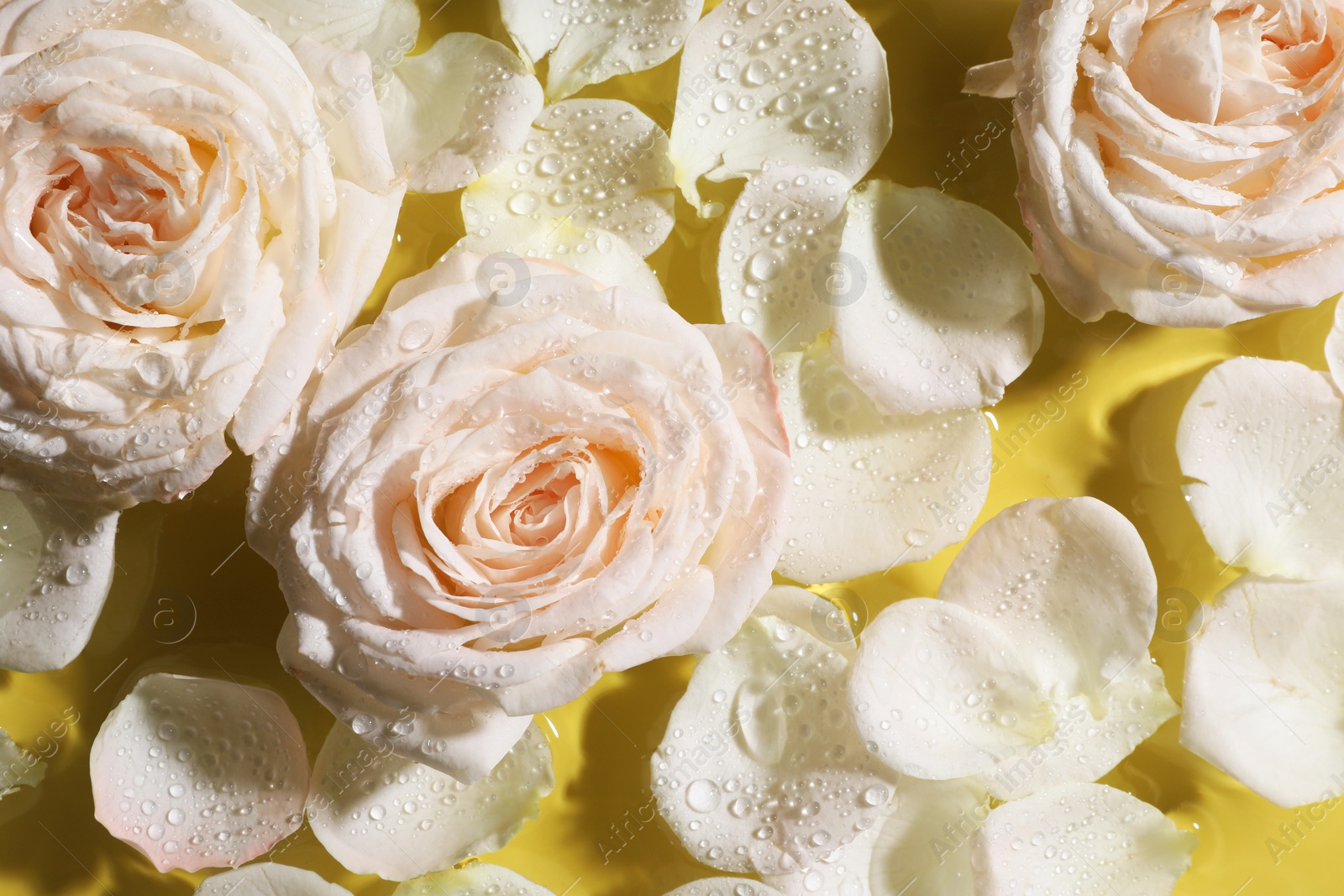 Photo of Beautiful roses and petals in water on pale yellow background, top view