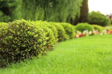 Photo of Picturesque landscape with beautiful green lawn on sunny day. Gardening idea