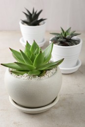 Photo of Beautiful succulent plants in pots on light gray table
