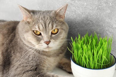 Photo of Cute cat and fresh green grass near grey wall