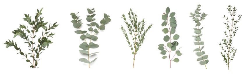 Image of Eucalyptus branches with fresh leaves on white background, collage. Banner design