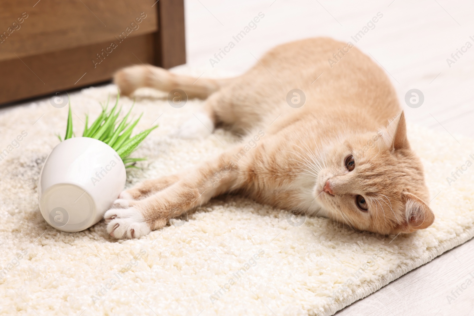 Photo of Cute ginger cat near overturned houseplant on carpet at home