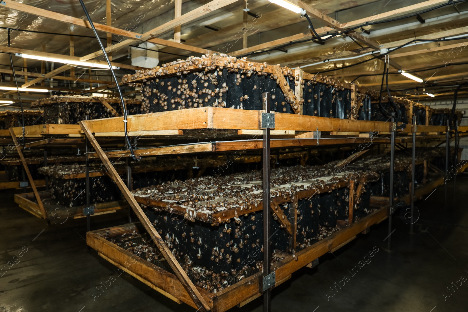 Photo of Wooden stands with many snails on farm