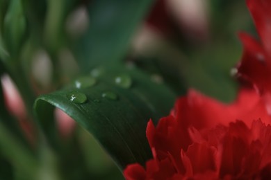 Photo of Beautiful leaf with water drops near flowers on blurred background, closeup