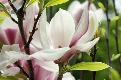 Magnolia tree with beautiful flowers on blurred background, closeup