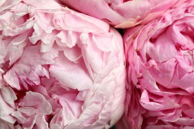 Beautiful fresh peonies as background, closeup view. Floral decor