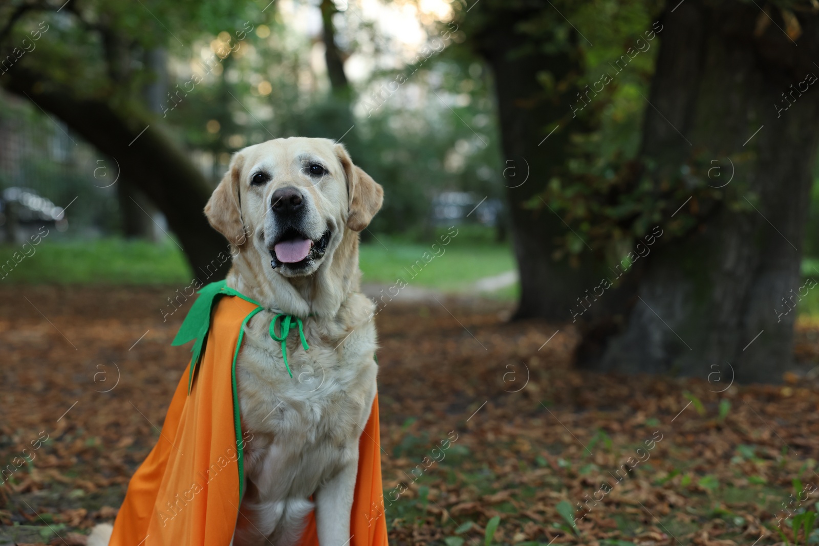 Photo of Cute Labrador Retriever dog wearing Halloween costume in autumn park. Space for text