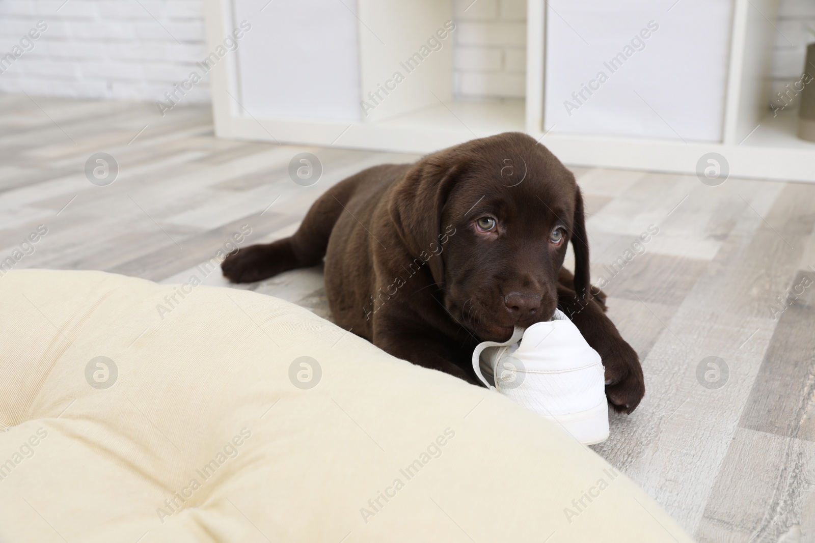 Photo of Chocolate Labrador Retriever puppy playing with sneaker on floor indoors