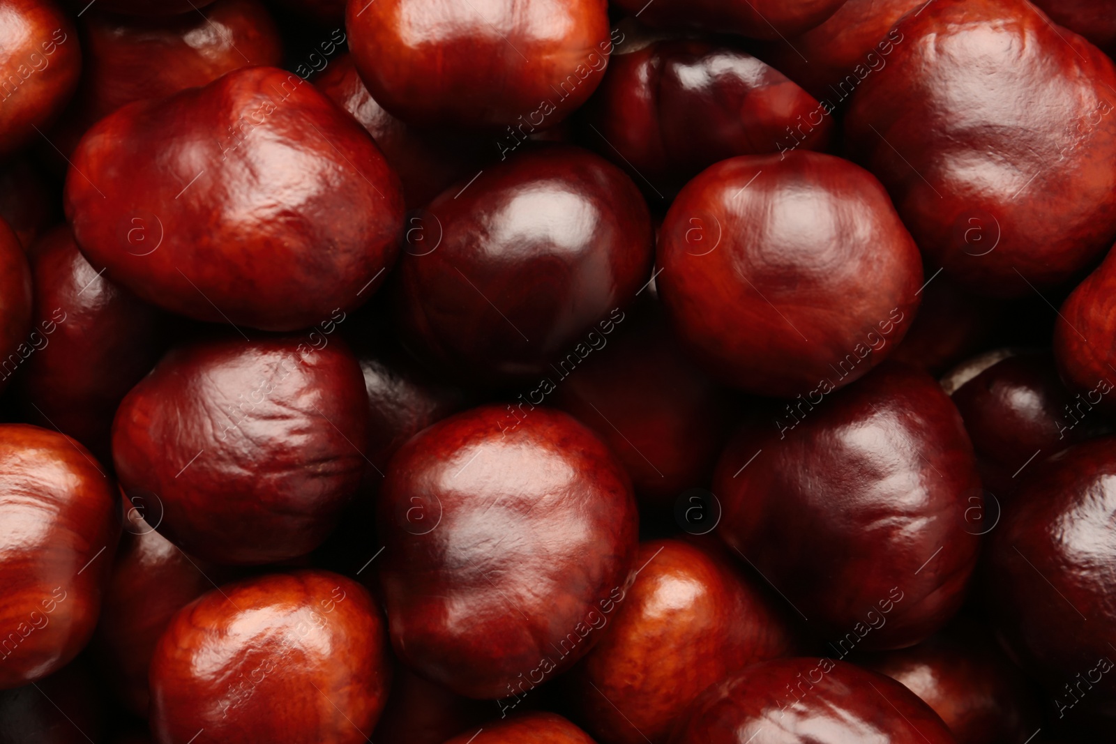 Photo of Pile of horse chestnuts as background, top view