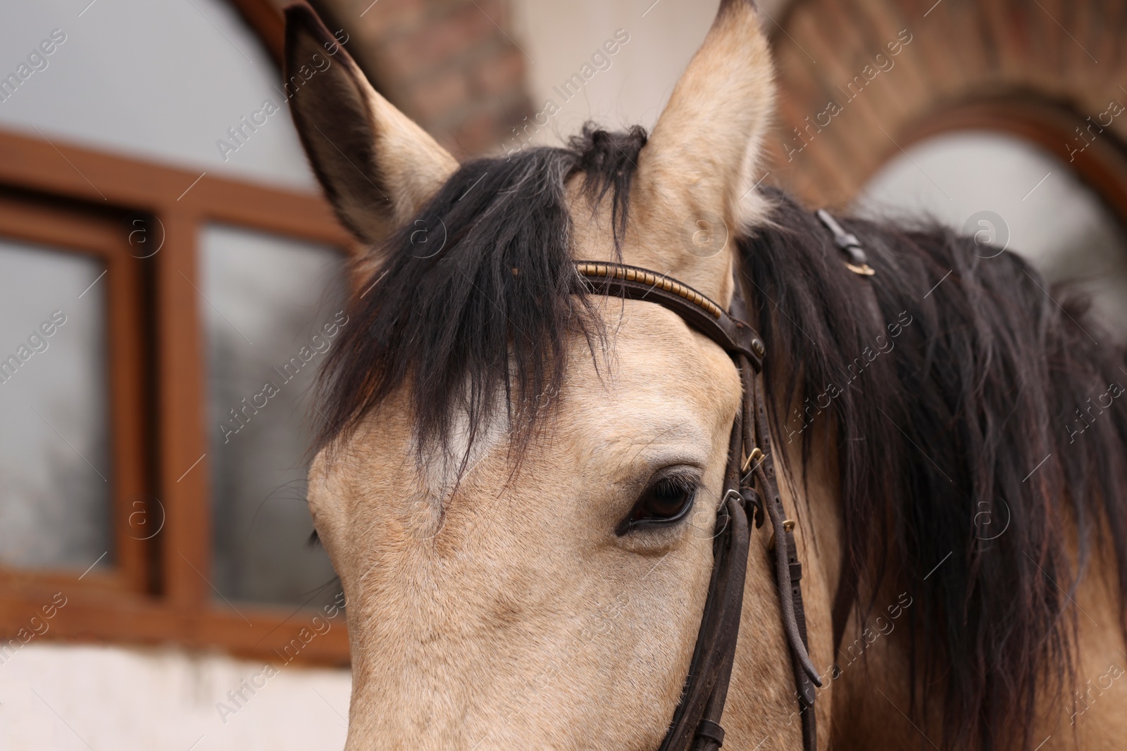 Photo of Adorable horse with bridles outdoors, closeup. Lovely domesticated pet