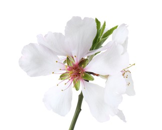 Beautiful spring tree blossoms isolated on white