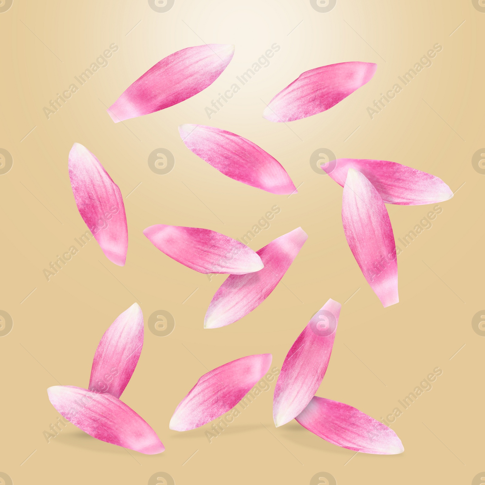 Image of Pink lotus flower petals falling on dark beige background