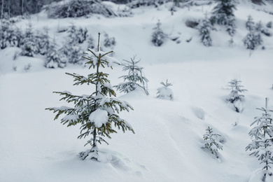 Photo of Young fir tree covered with snow in winter forest