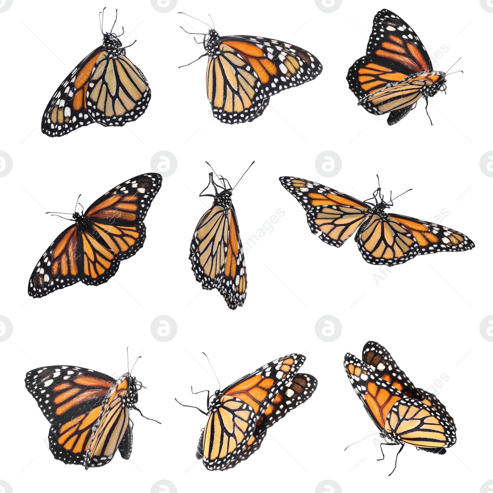 Image of Set of many flying fragile monarch butterflies on white background