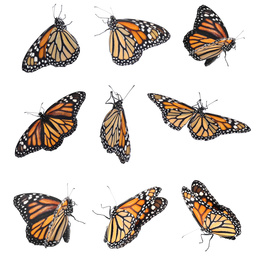 Set of many flying fragile monarch butterflies on white background