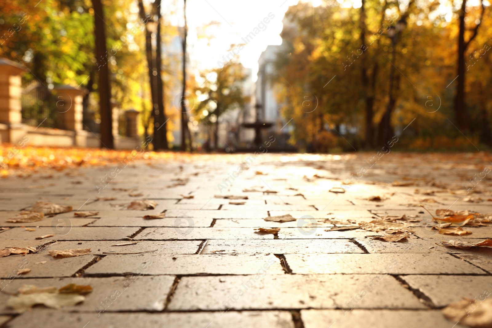 Photo of Dry autumn leaves on paved street in sunny park, closeup