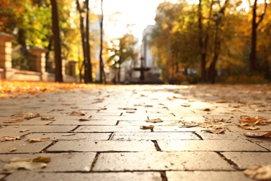 Dry autumn leaves on paved street in sunny park, closeup