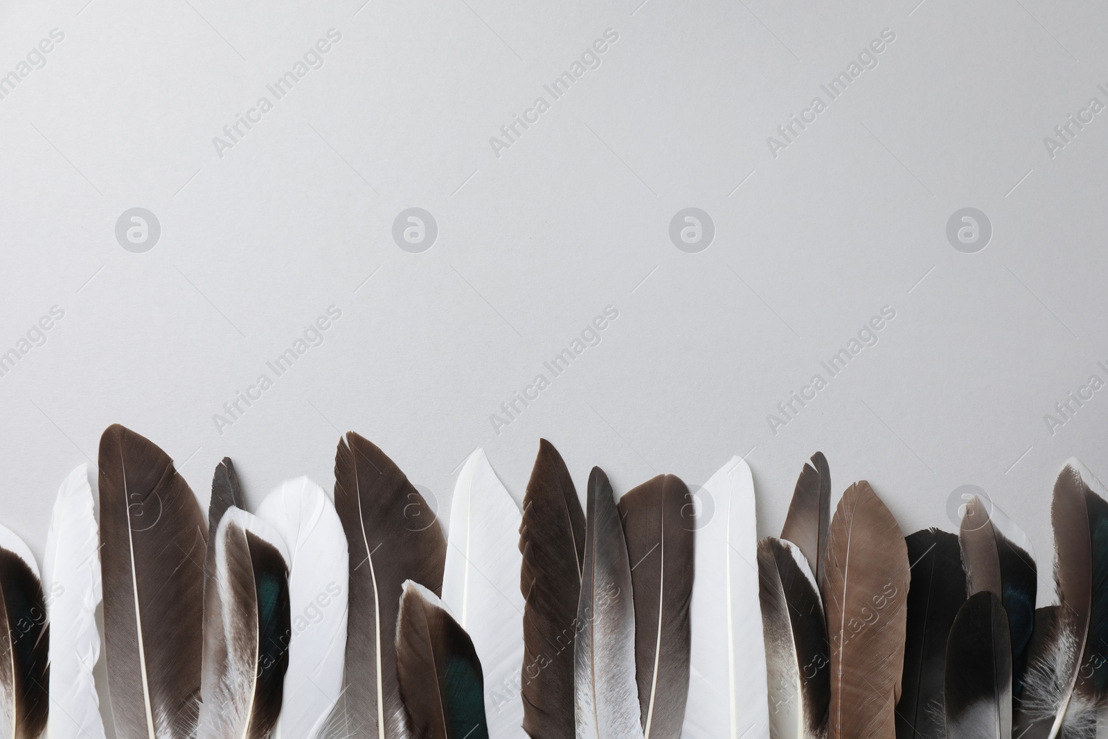 Photo of Many different bird feathers on white background, flat lay. Space for text