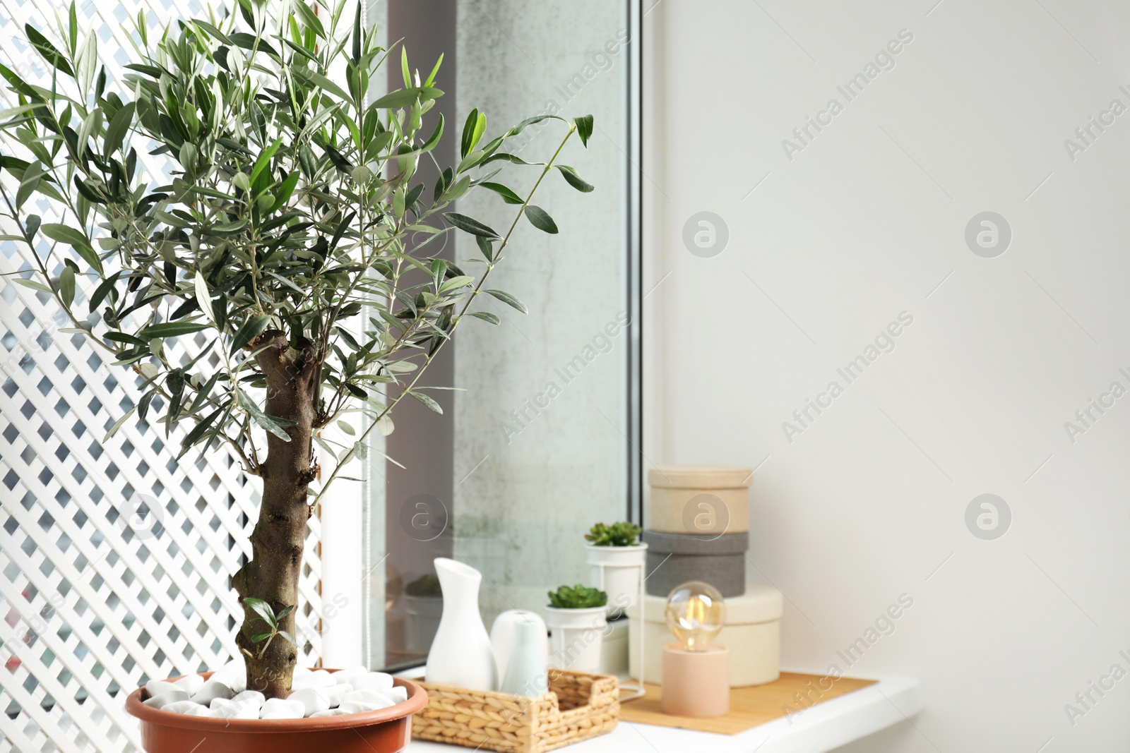 Photo of Beautiful potted olive tree and stylish accessories on window sill indoors