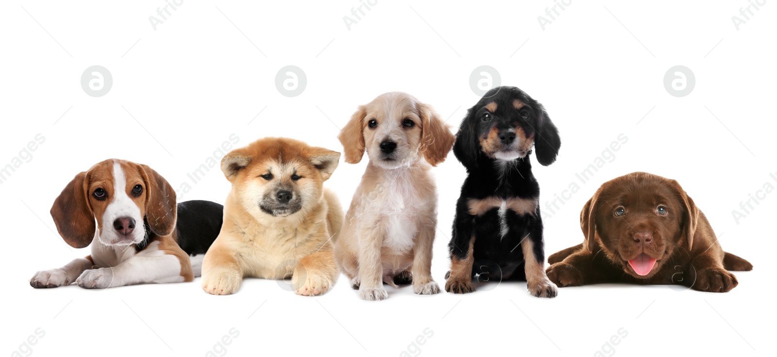 Image of Group of adorable puppies on white background. Banner design