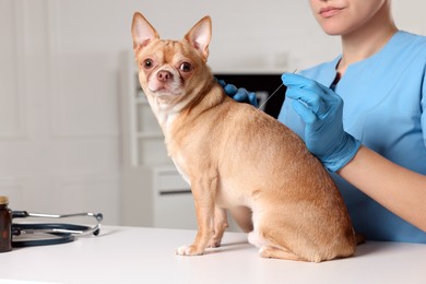 Photo of Veterinary holding acupuncture needle near dog's back in clinic, closeup. Animal treatment