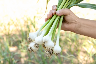 Photo of Farmer holding fresh ripe garlic in field