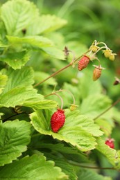 Photo of Small wild strawberries growing outdoors. Seasonal berries