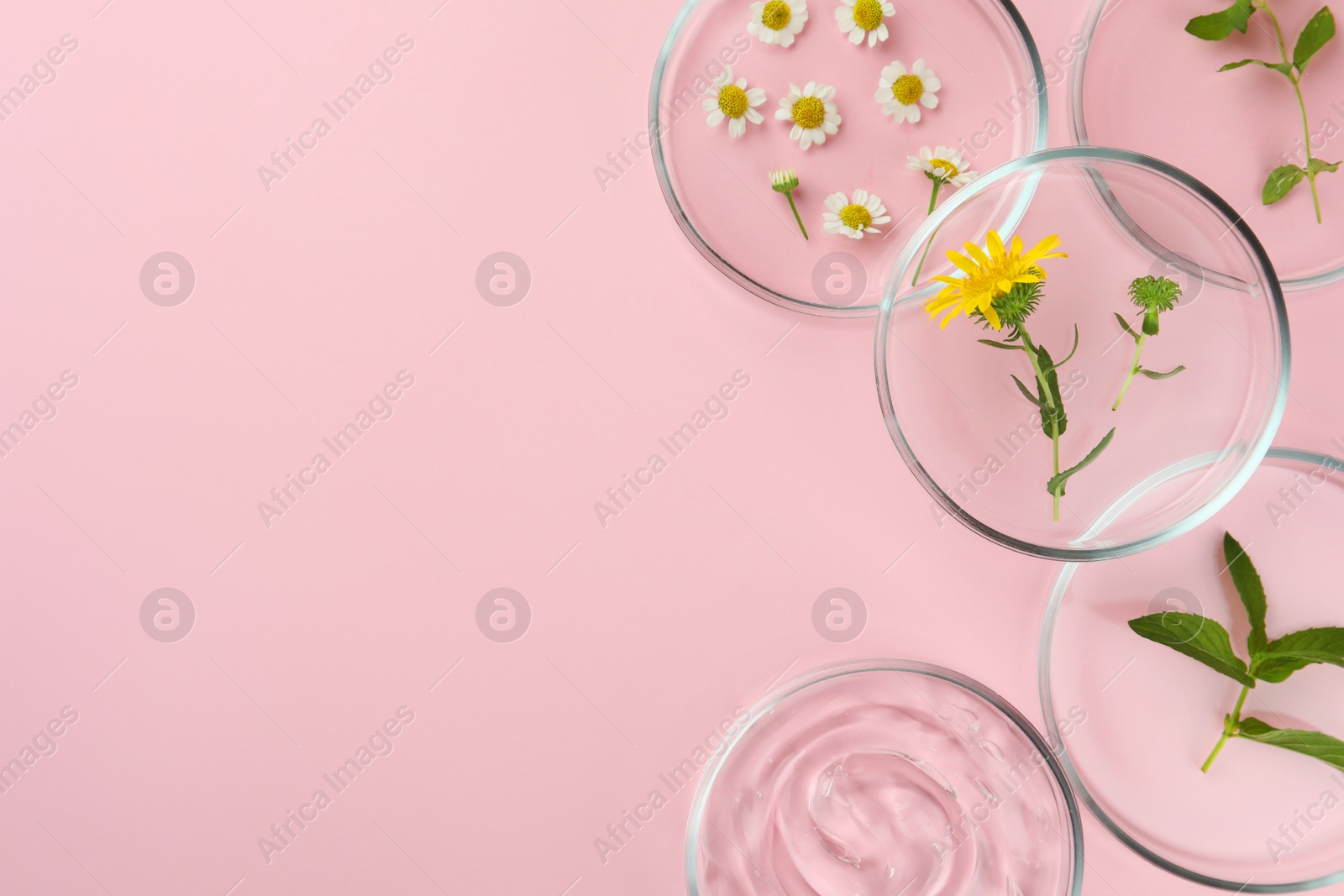 Photo of Petri dishes with different plants and cosmetic products on pink background, flat lay. Space for text