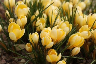 Beautiful yellow crocus flowers growing in garden, closeup