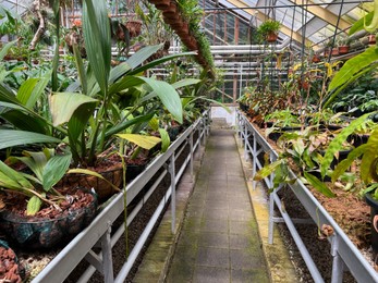 Photo of Many beautiful potted plants growing in greenhouse