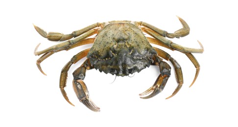 Photo of One fresh raw crab isolated on white, top view