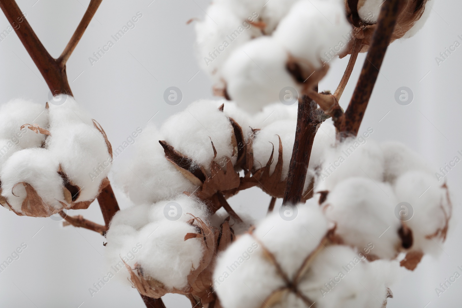 Photo of Cotton branches with fluffy flowers on light background, closeup