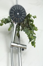 Photo of Branches with green eucalyptus leaves in shower, low angle view