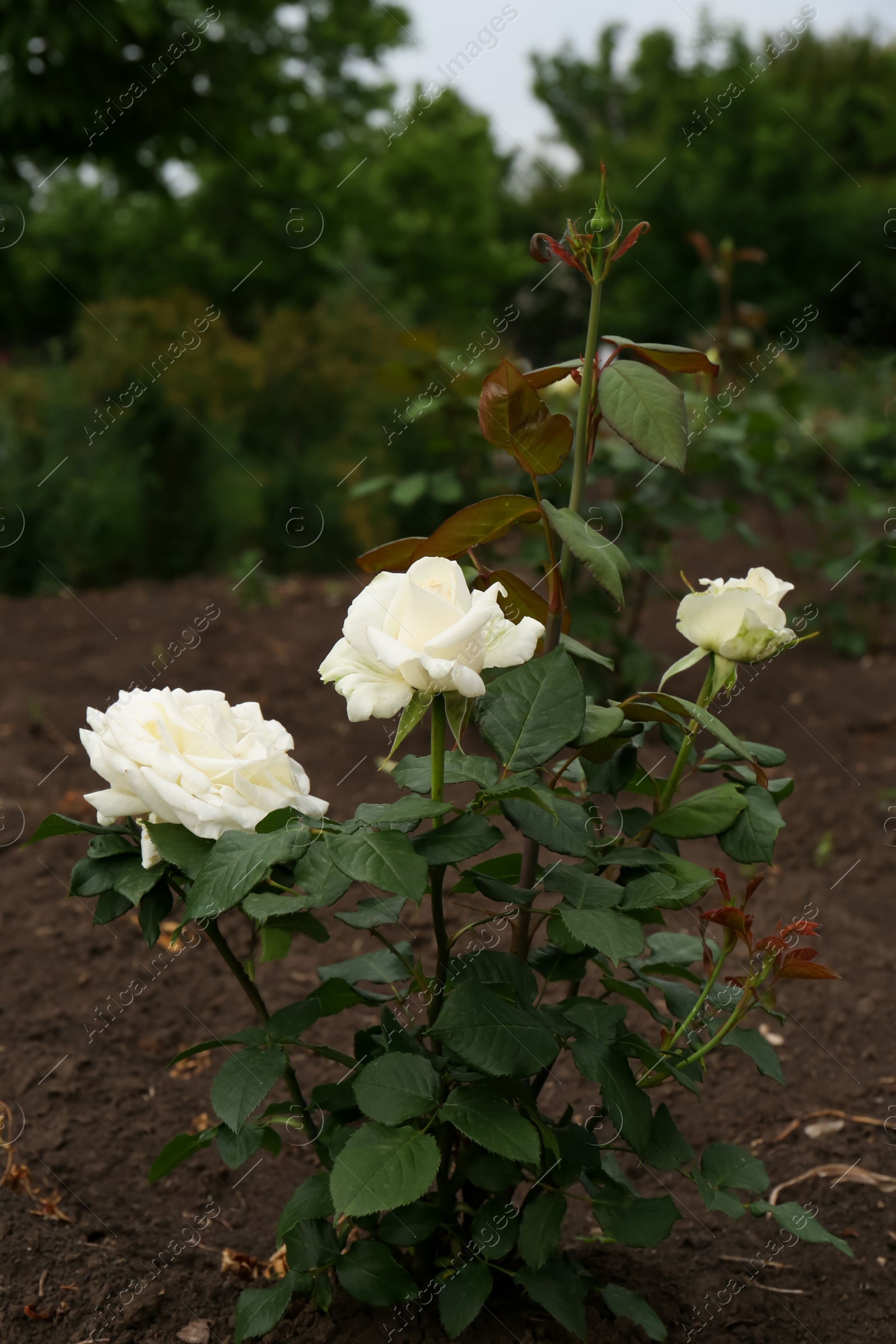 Photo of Beautiful blooming rose bush with white flowers outdoors