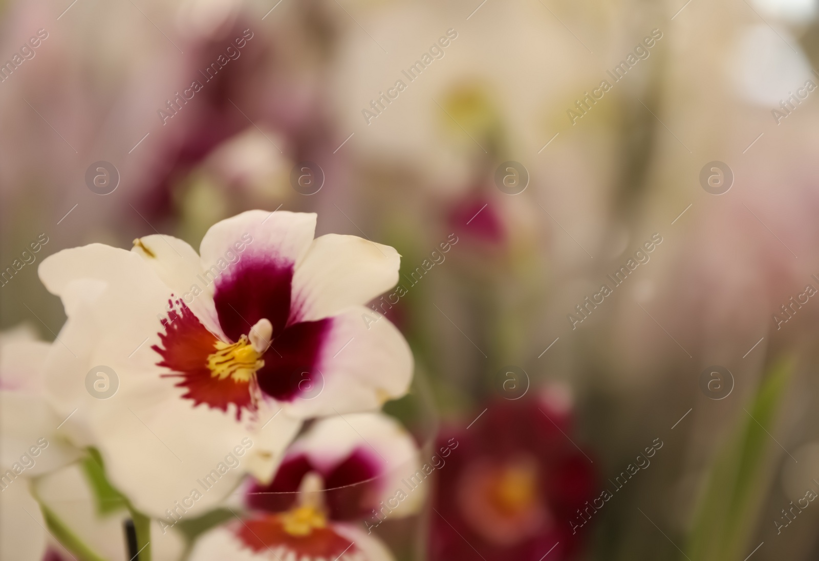 Photo of Beautiful blooming tropical orchid on blurred background, closeup. Space for text