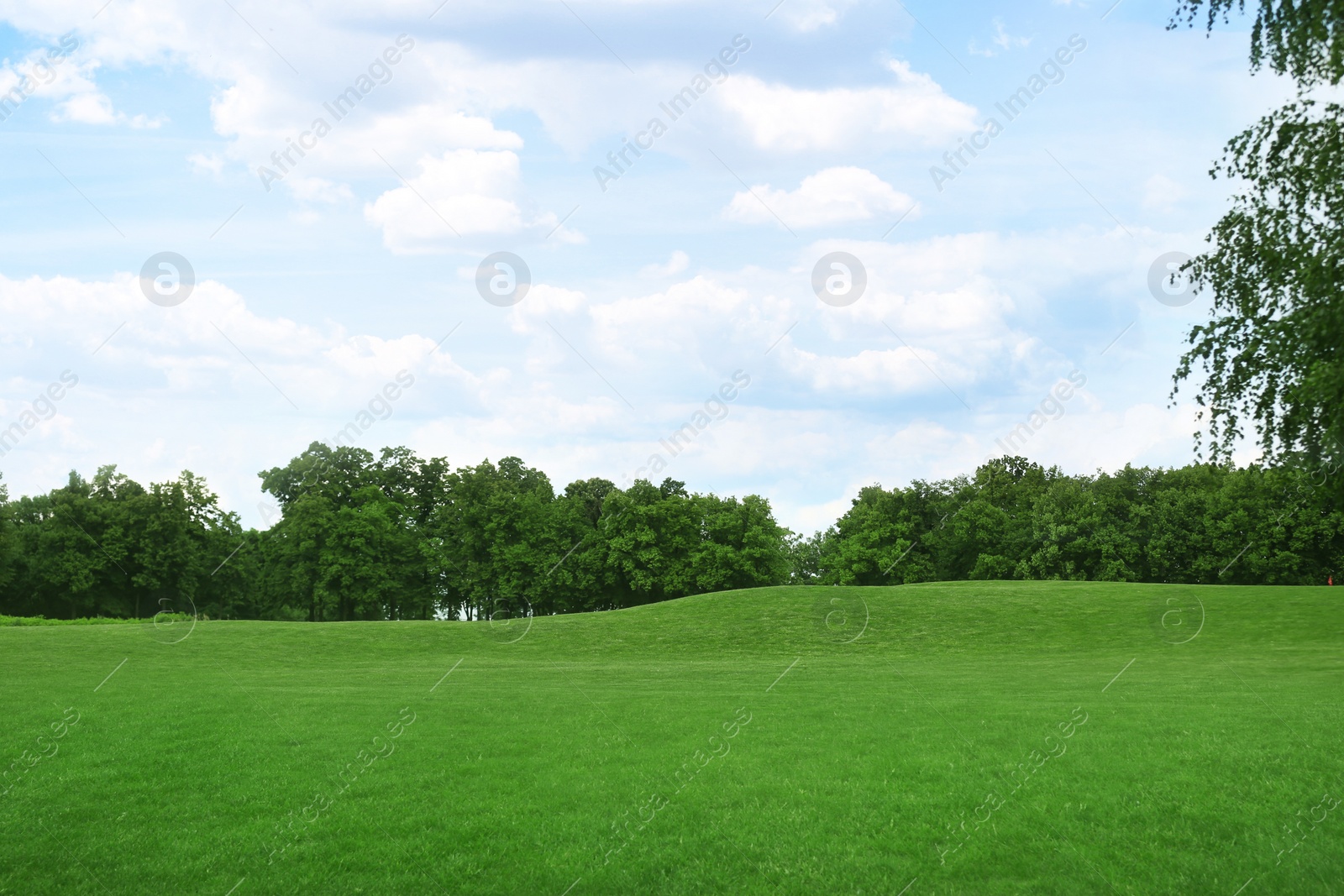 Image of Beautiful view of park with green grass on sunny day