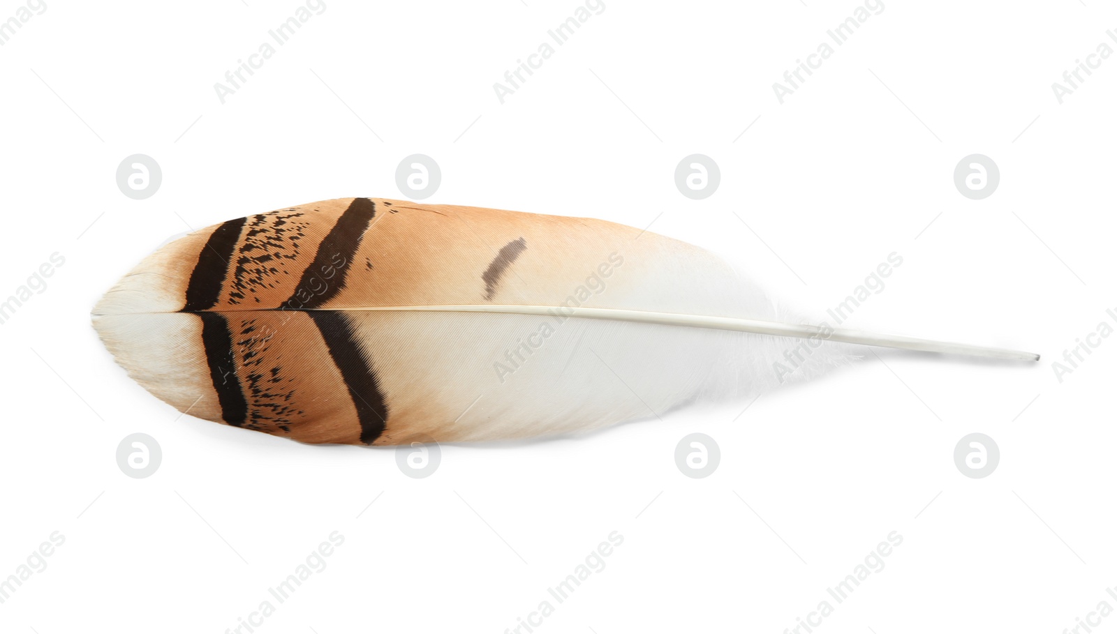 Photo of Feather pen on white background, top view