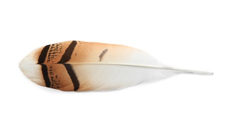 Photo of Feather pen on white background, top view