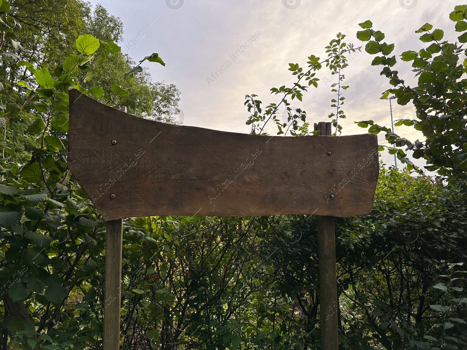 Photo of Blank wooden signboard and different plants outdoors