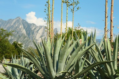 Photo of Beautiful Agave plant growing outdoors on sunny day